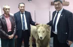 В Киргизии львов нет