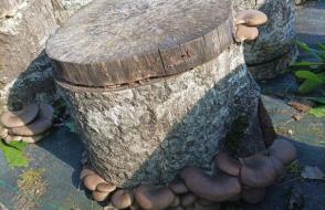 Плодоношение вешенки обыкновенной на осиновой древесине в Приборском лесничестве